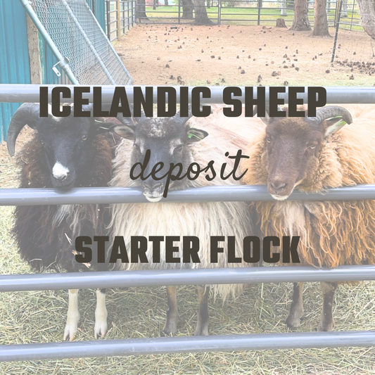 American Icelandic starter flock deposit